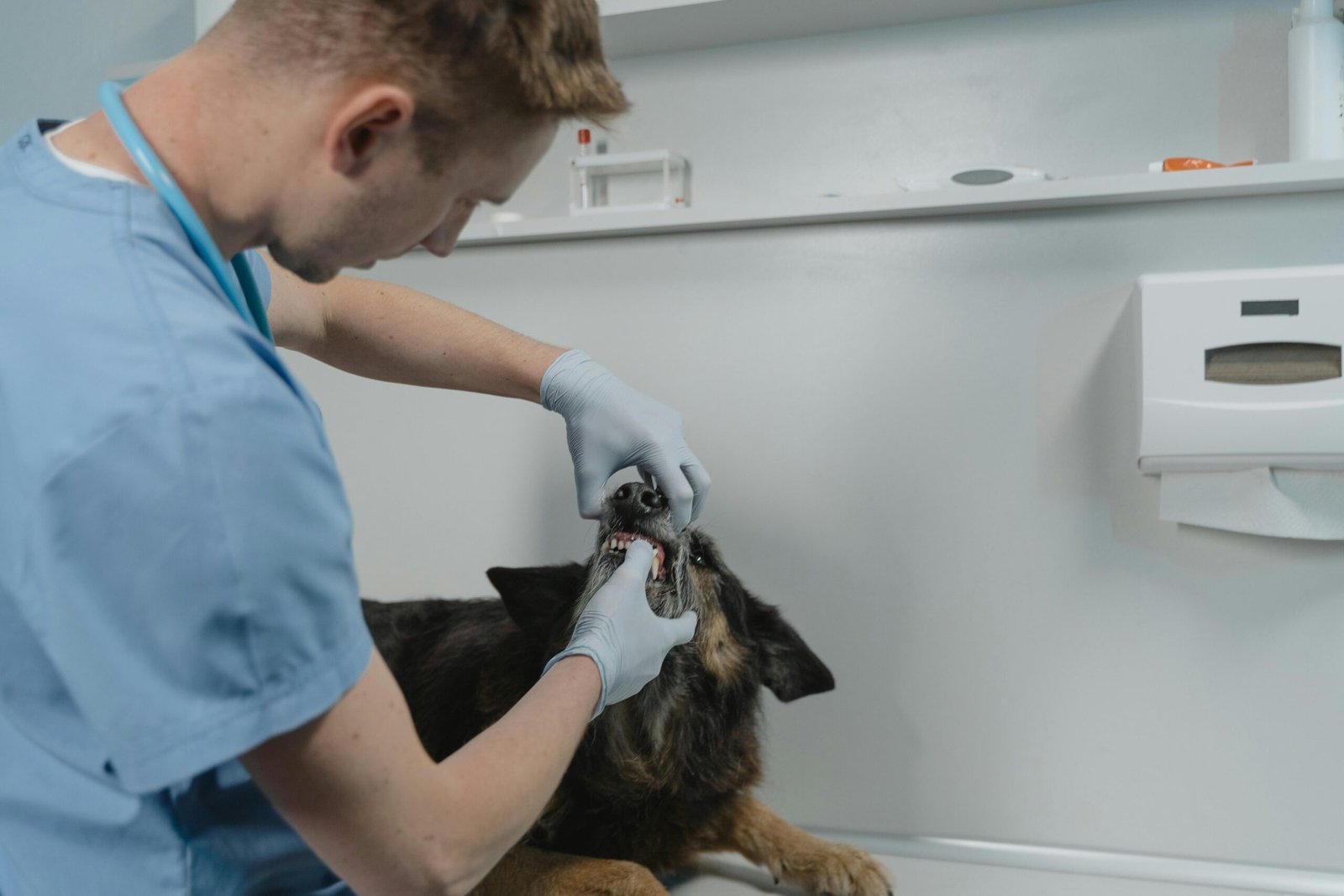 Veterinarian examining a dog's teeth in a clinic, showcasing proper care and workplace safety measures in veterinary practices.